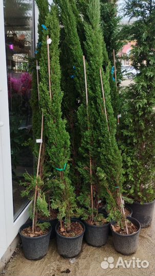 Кипарис вечнозелёный Тотем