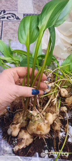 Дримиопсис