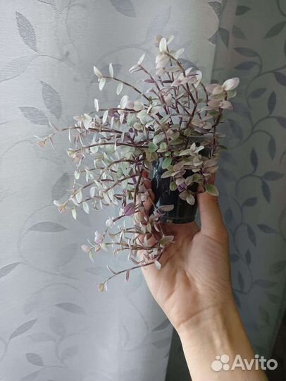 Комнатные растения цветы