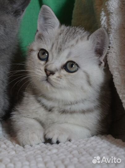 Британцы. Серебро