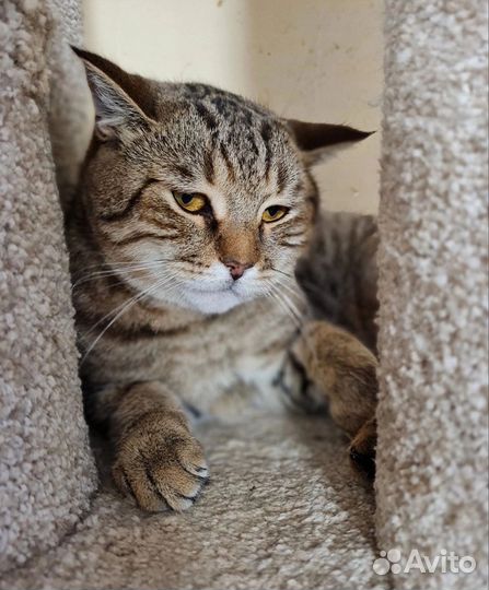 Кошка в дар бесплатно