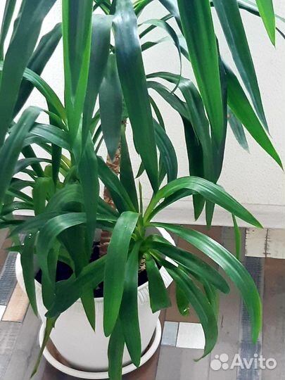 Продажа домашних растений