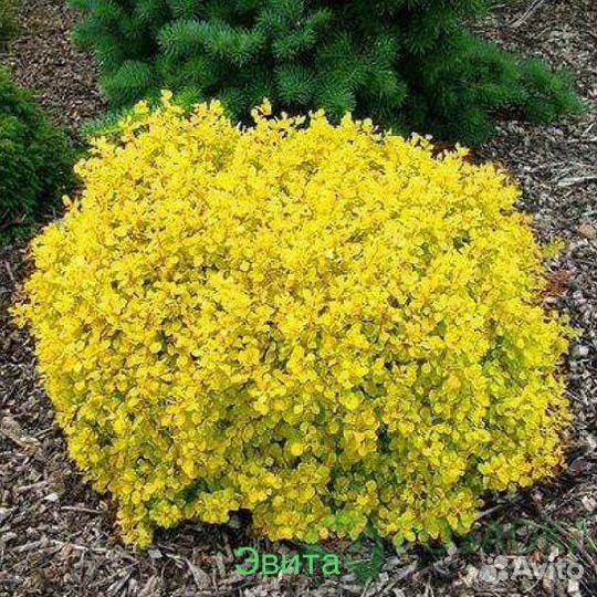 Барбарис Тунберга