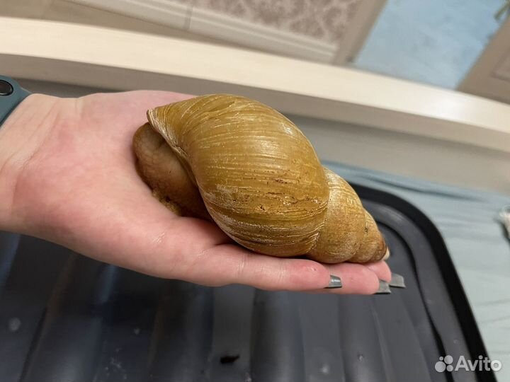 Улитки ахатины бесплатно