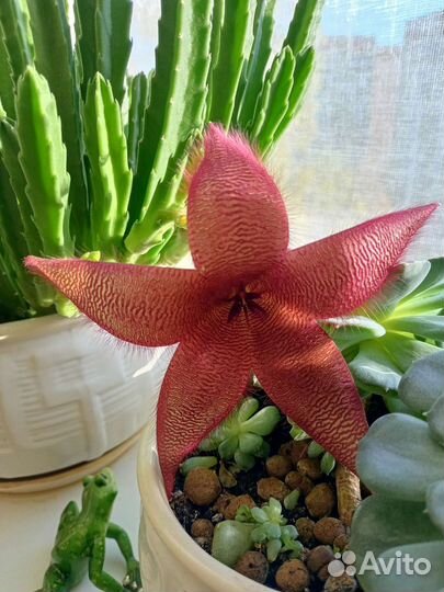 Кактусы и суккуленты