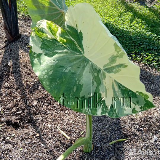 Колоказии (новинки)