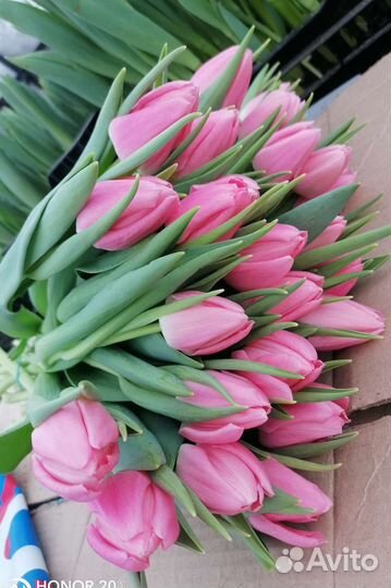 Тюльпаны к 8 марта оптом