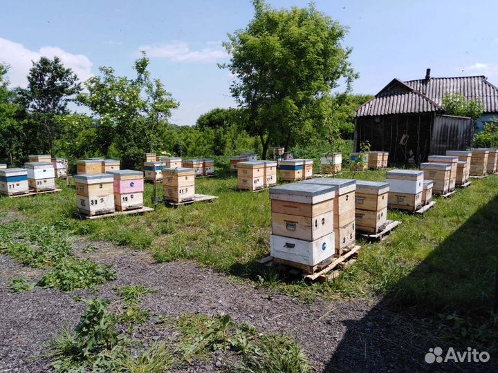 Пчелопакеты бакфаст, карника