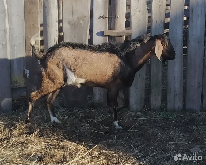 Козел, коза, овцы, баран