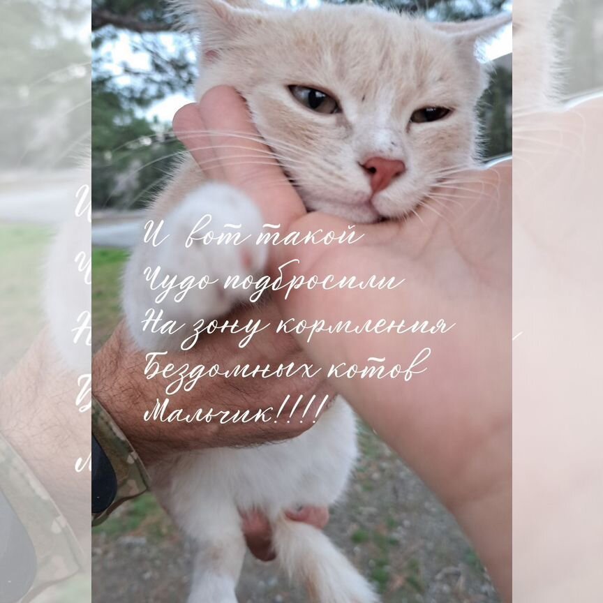 Котята