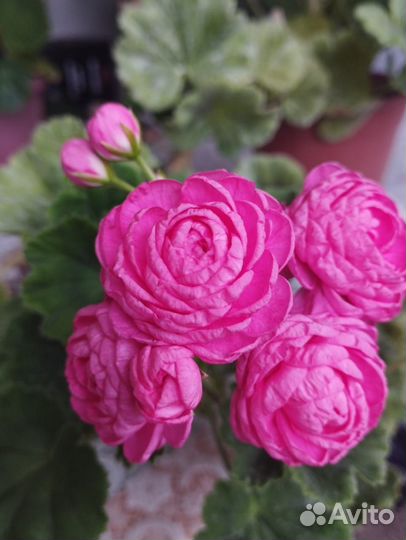 Dynasty daji пеларгония