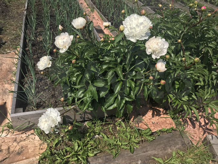 Дача 20 м² на участке 12 сот.