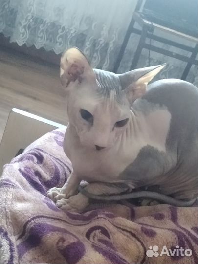 Донской сфинкс девочка