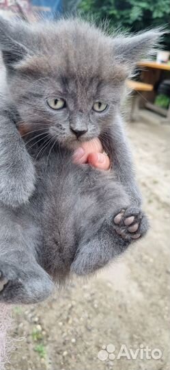 Котята в добрые руки даром