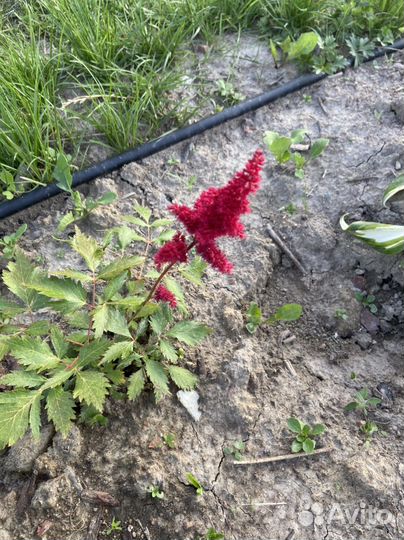 Цветы садовые и комнатные