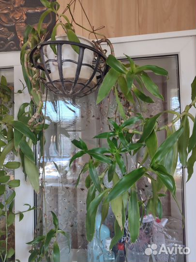 Цветок золотой ус