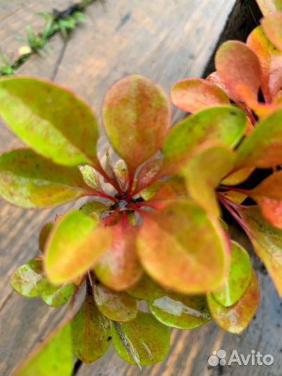 Барбарис тунберга 'Green Carpet'