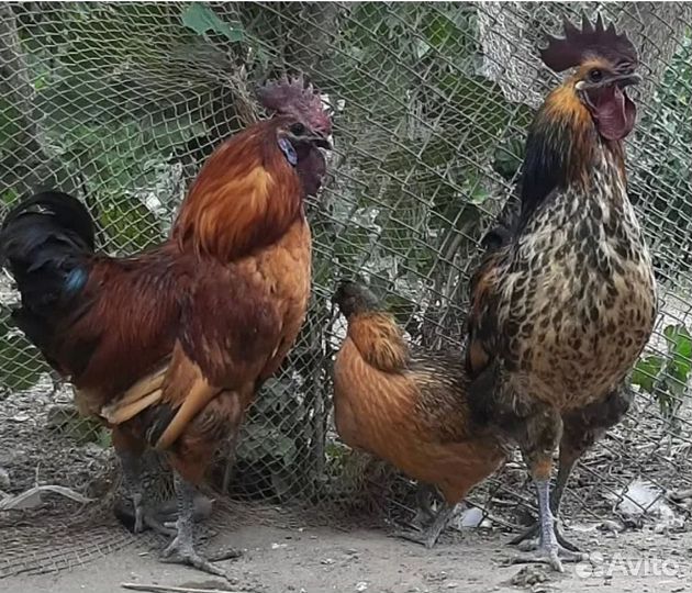 Инкубационное Яйцо, цыплята