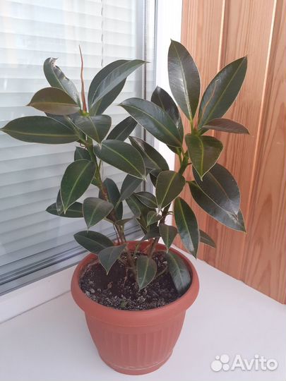 Комнатные цветы