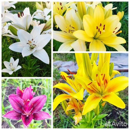 Лилии сортовые