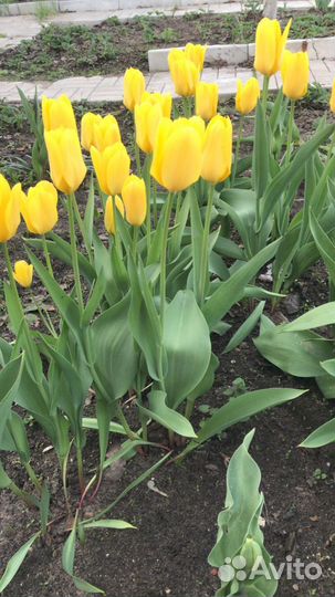 Тюльпаны в ассортименте