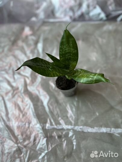 Сансевиерия тещин язык