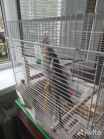 Попугай корелла с клеткой