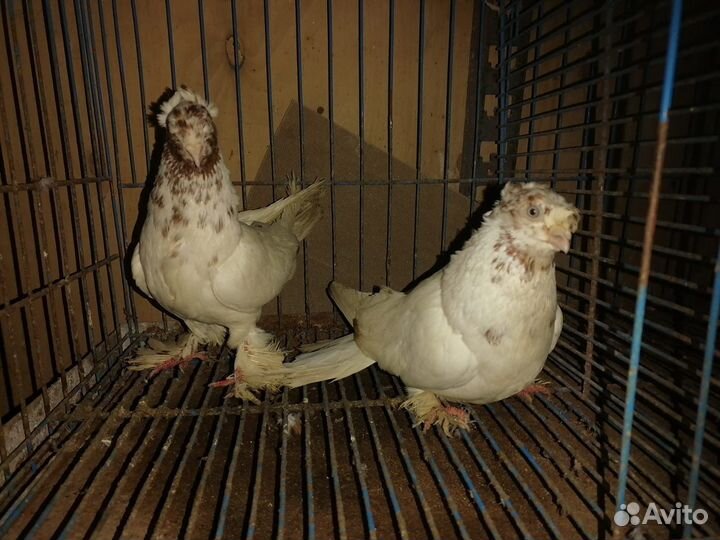 Продажа голубь узбекских