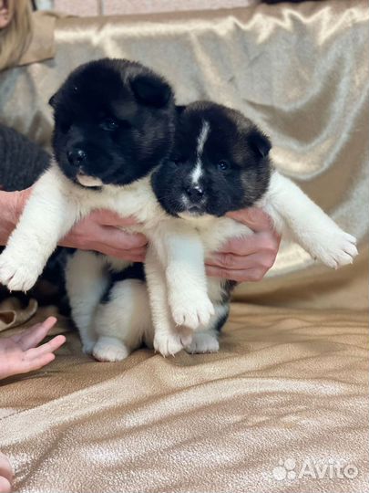 Продам щенков