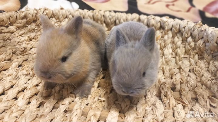 Миниатюрные карликовые кролики