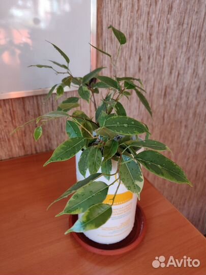 Фикус Бенджамина (Ficus Benjamina)