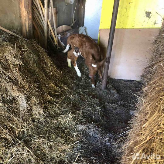 Телка акширская