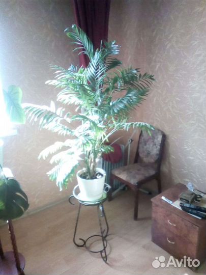 Комнатные растения цветы большие
