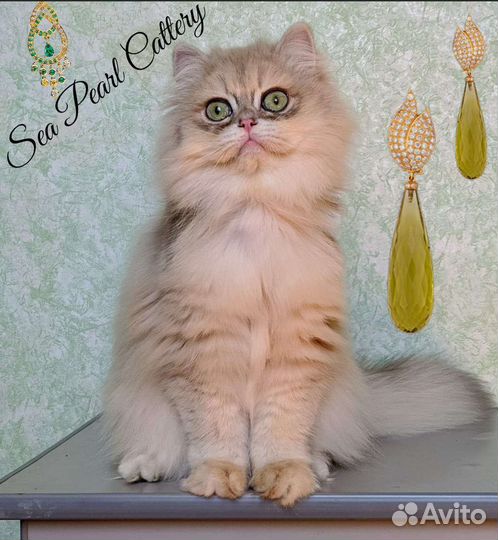 Голубое золото ау12 британец