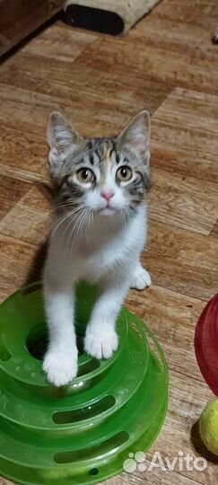 Котёнок Кити