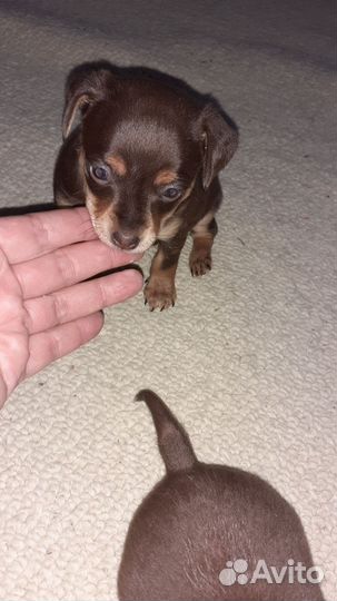 Тойтерьер щенки