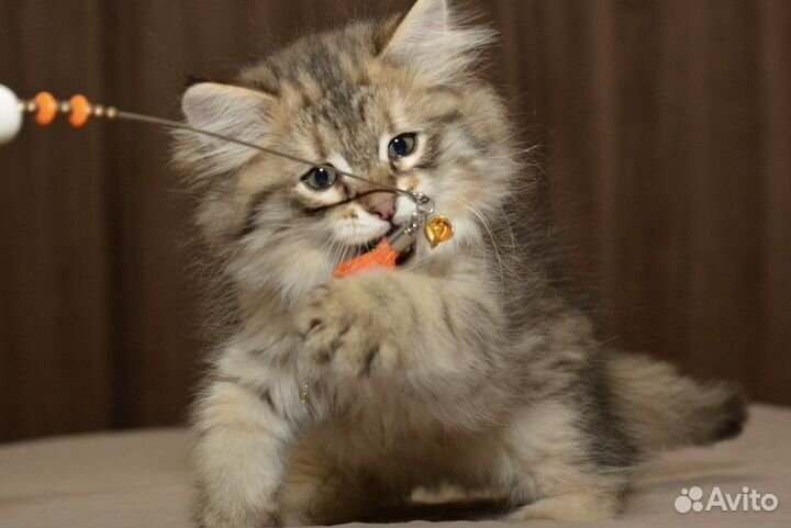 Сибирские котята