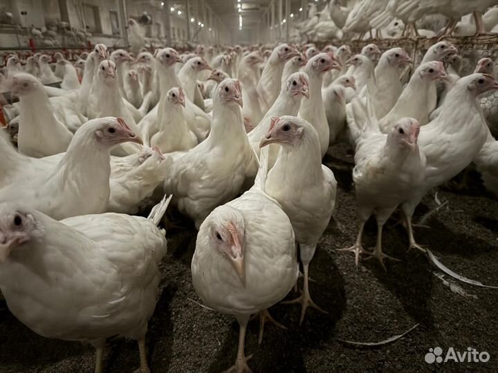Куры несушки рыжие и белые 3 месяца оптом от 50 шт