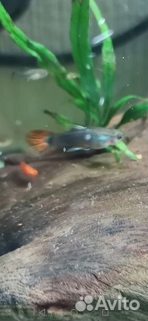 Улитки, мальки, гуппи