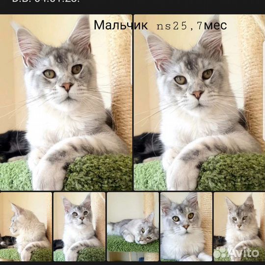 Котята Мейн-кун