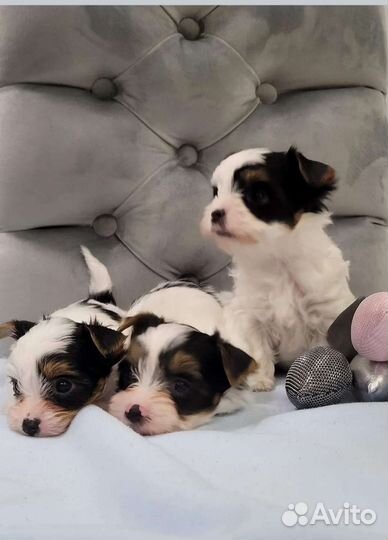 Бивер щеночки 2 мес с документами