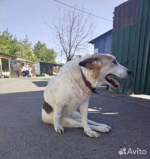 Собака-инвалид из приюта