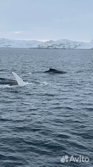 Тур из Кировска в Териберку на весь день