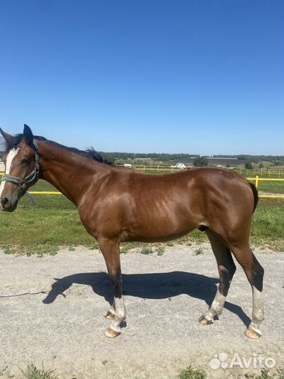 Жеребец орловской породы