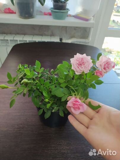 Орхидея фаленопсис и роза