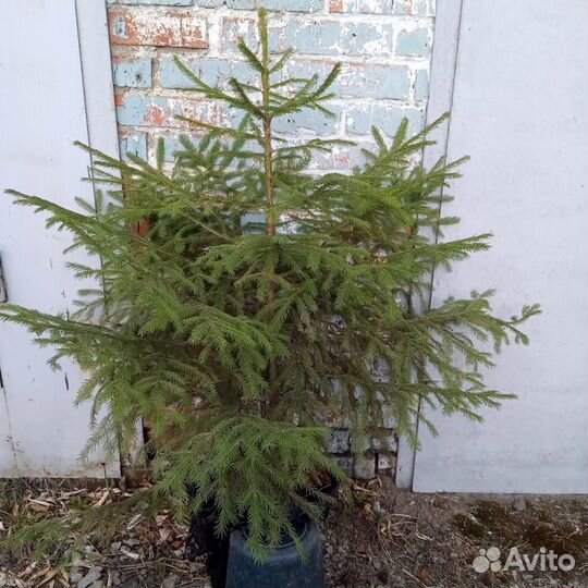 Саженцы Ель отборная, Лиственница и Кедр: до 2,5 м