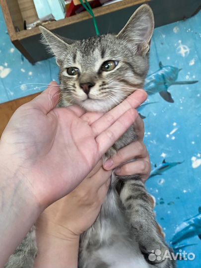Котятки
