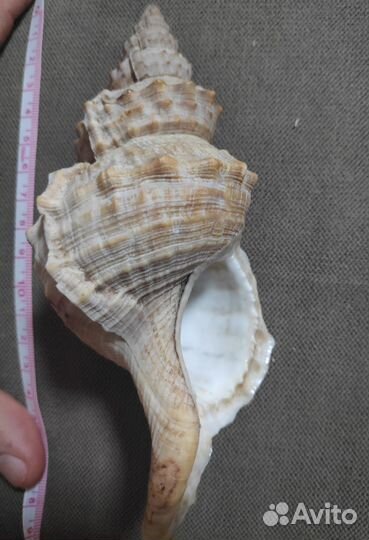 Ракушка (возможен обмен)