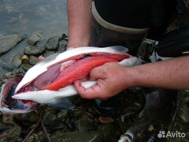 Свежая горбуша замороженная