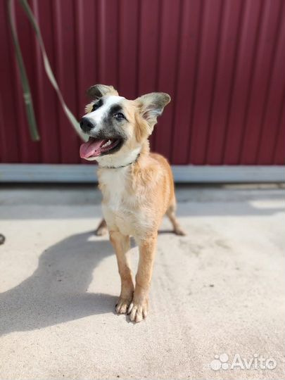 Щенок в добрые руки